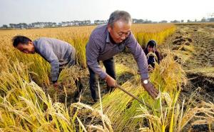农民收割水稻图片 第1张