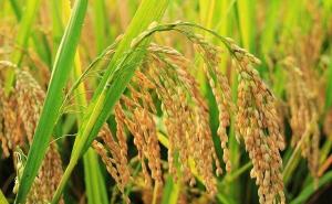 麦子和稻子图片